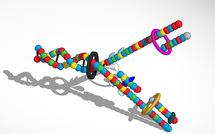 Dna Replication 3d Model Tinkercad