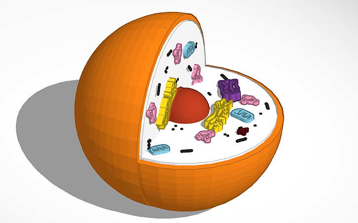 3D design 3D Cell Model | Tinkercad