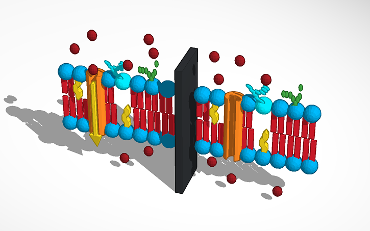 Facilitated Diffusion Model Tinkercad